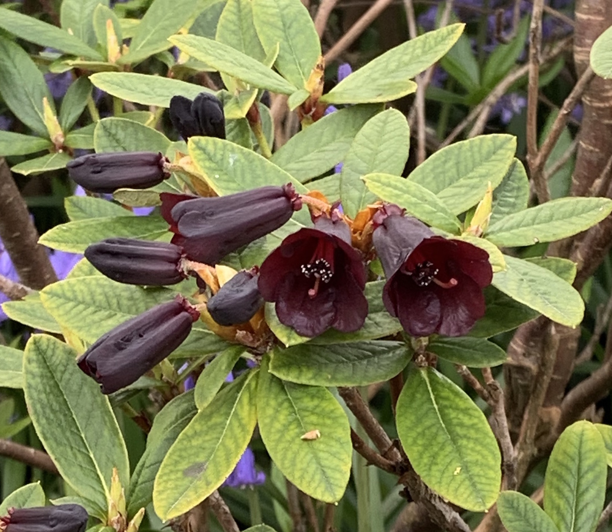 R. sanguineum var. didymum